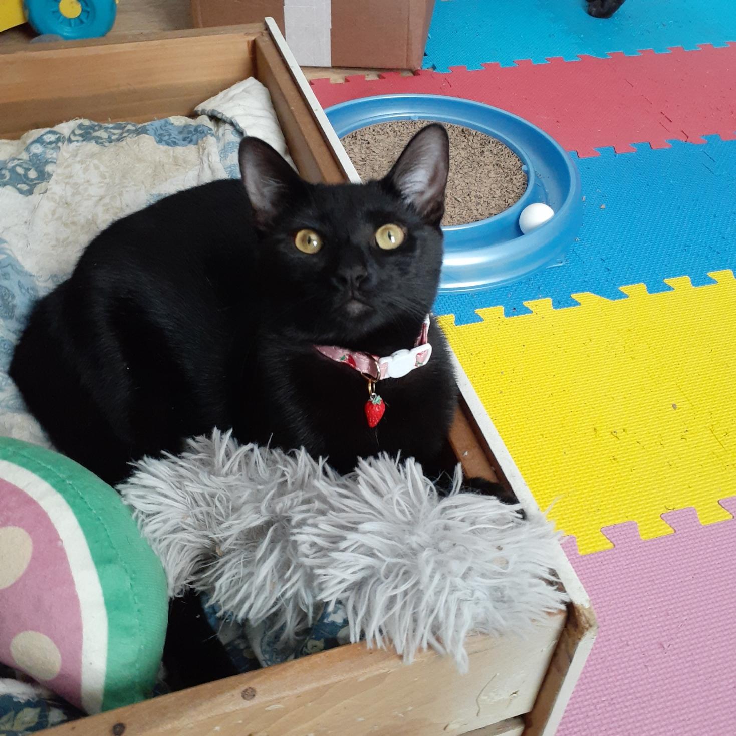 Kiwi, a Adoptable Tuxedo in Wimauma, FL image 1/5