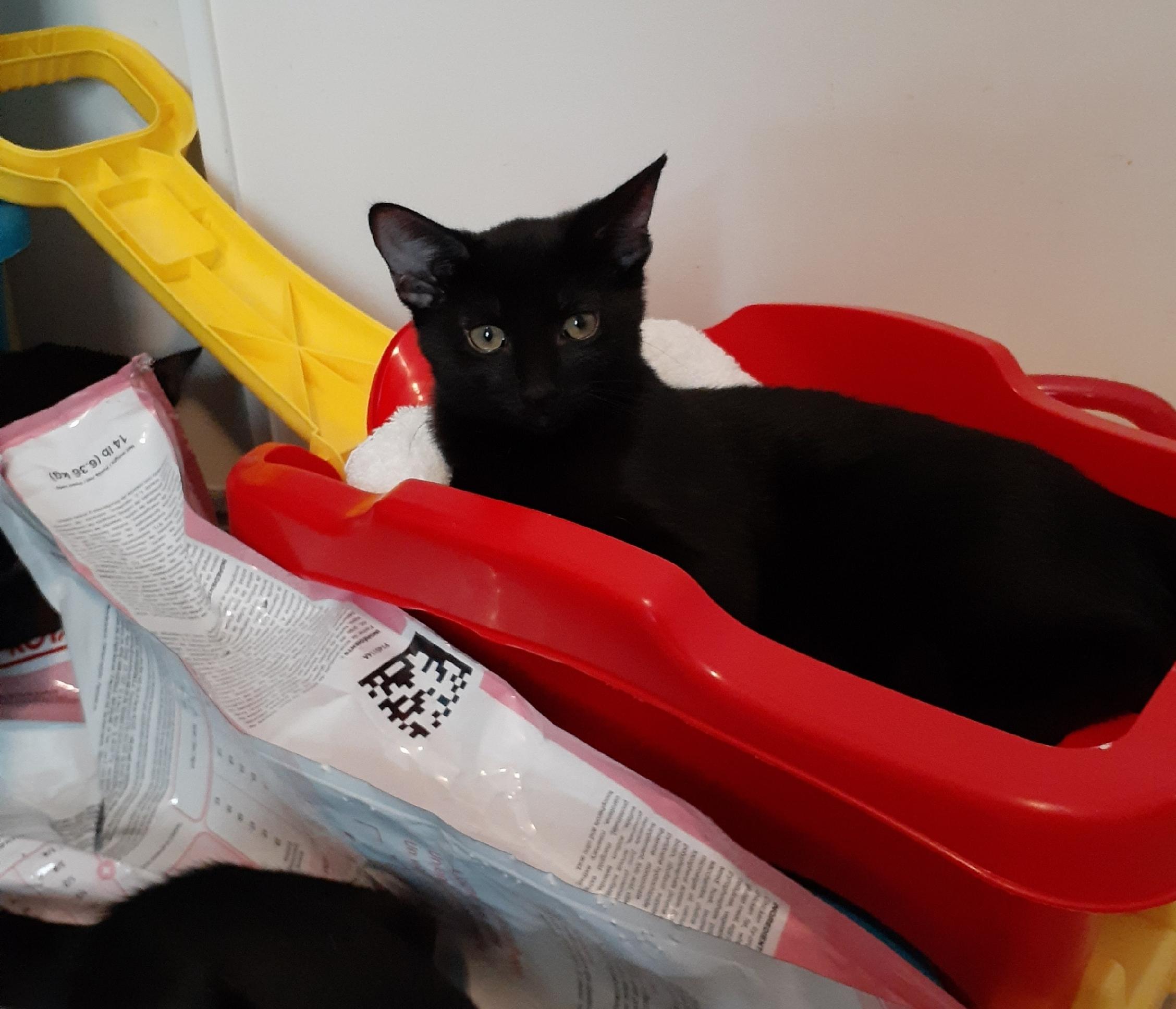 Kiwi, Adoptable, Kitten Female Domestic Short Hair.