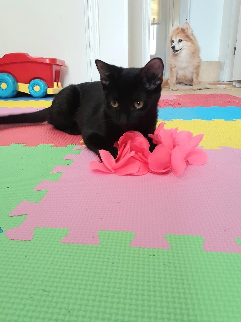 Kiwi, Adoptable, Kitten Female Domestic Short Hair.