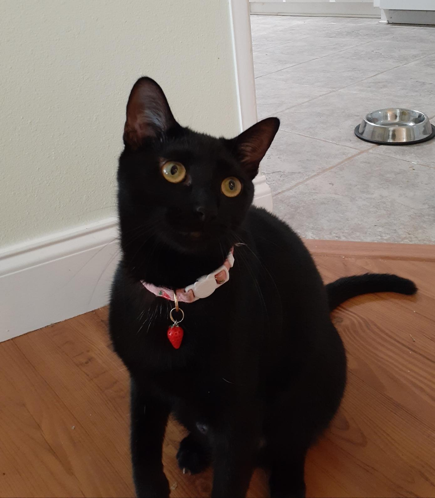Kiwi, a Adoptable Domestic Short Hair in Wimauma, FL image 3/6