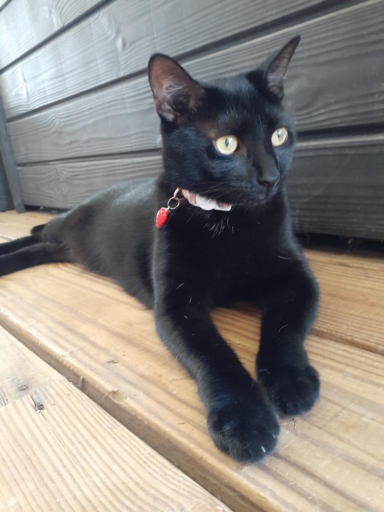 Kiwi, a Adoptable Domestic Short Hair in Wimauma, FL image 2/6