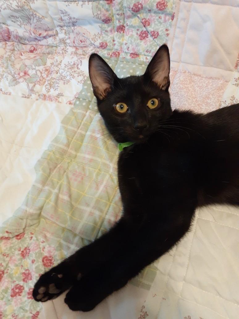 Kiwi, a Adoptable Tuxedo in Wimauma, FL image 2/5