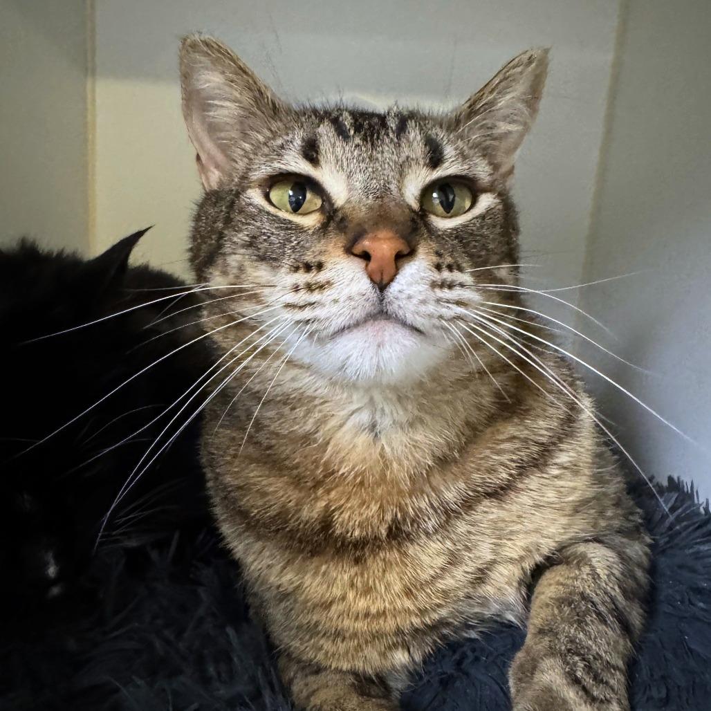Tiger, Adoptable, Senior Male Domestic Short Hair & Domestic Short Hair.