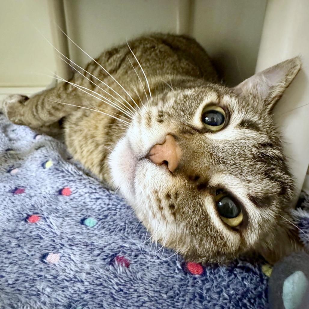 Tiger, a Adoptable mixed breed in Woodinville, WA image 2/4