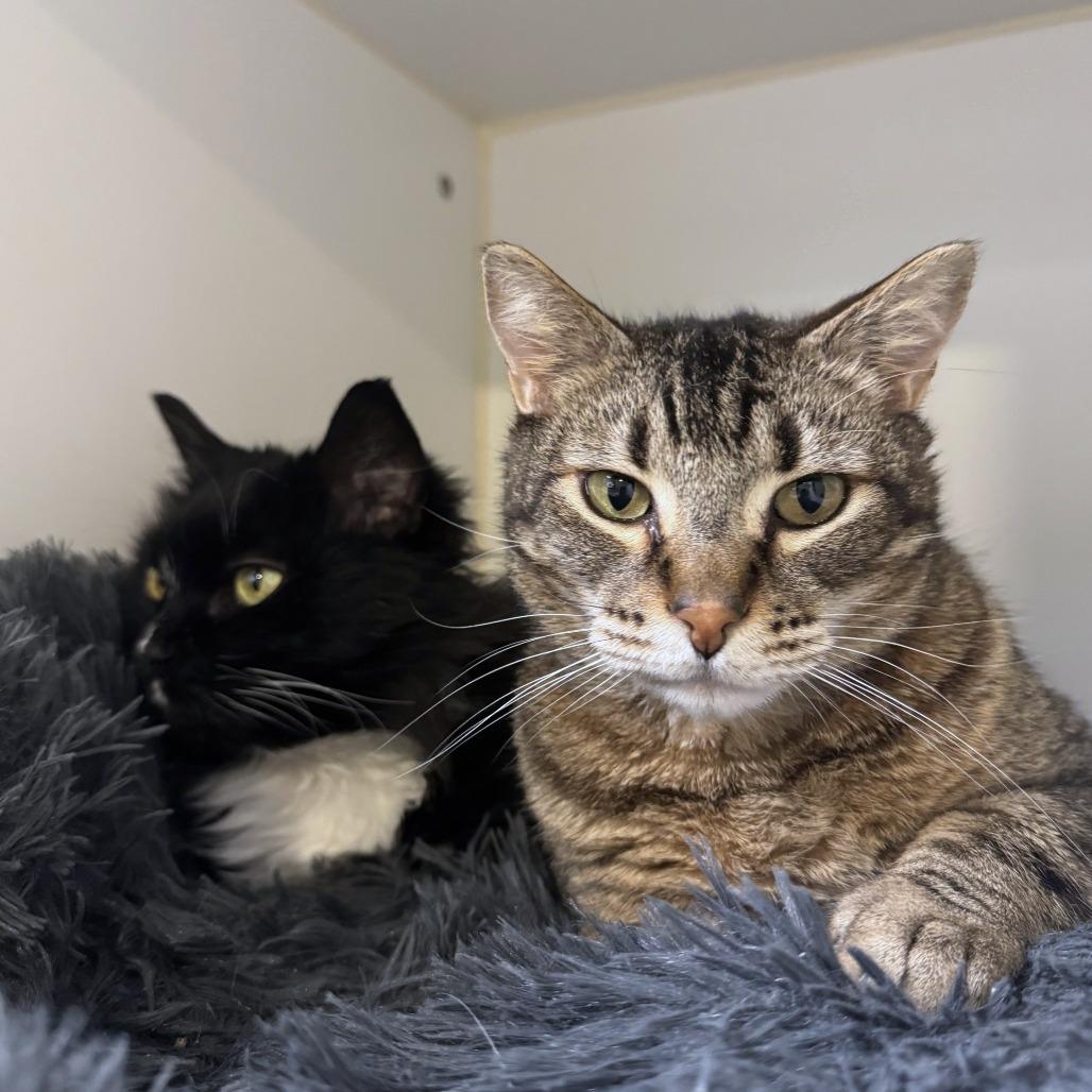 Tiger, a Adoptable mixed breed in Woodinville, WA image 3/4