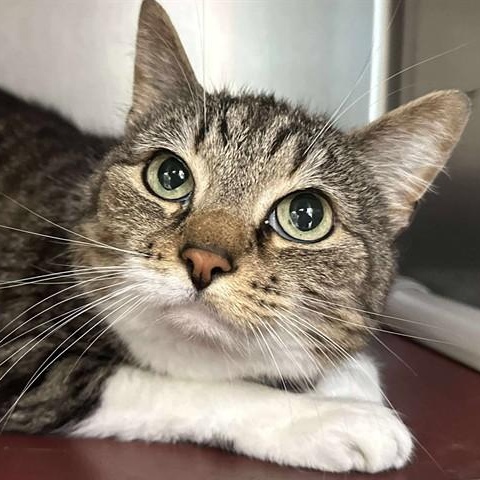 Annie, an adoptable Domestic Short Hair in Perkiomenville, PA_image-1