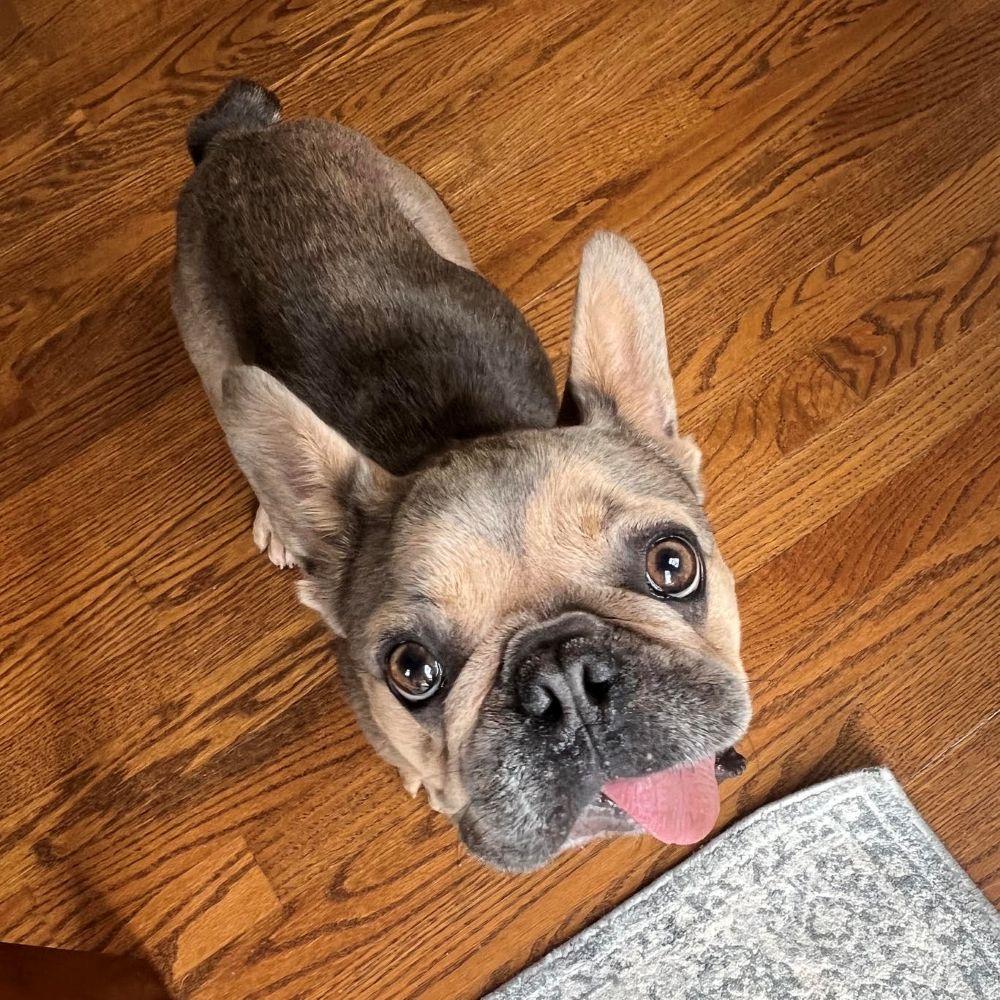 Tuesday (TONGUE'S OUT TUESDAY), adoptable, Adult Female French Bulldog.