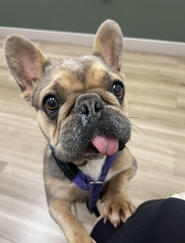 Enlarge Tuesday (TONGUE'S OUT TUESDAY), an adoptable French Bulldog in Barrington, IL image 2/6