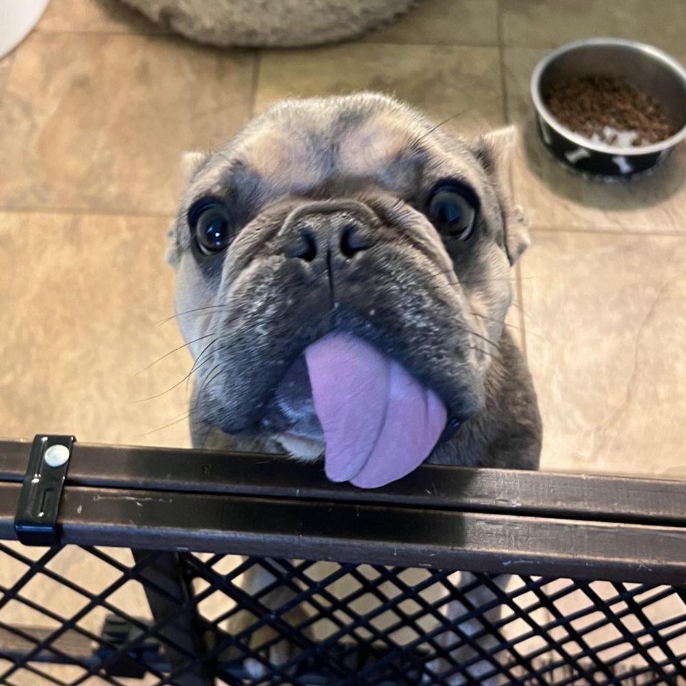Enlarge Tuesday (TONGUE'S OUT TUESDAY), an adoptable French Bulldog in Barrington, IL image 4/6