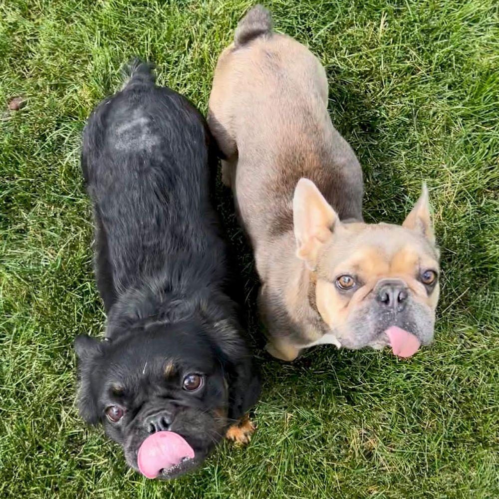 Enlarge Tuesday (TONGUE'S OUT TUESDAY), an adoptable French Bulldog in Barrington, IL image 6/6