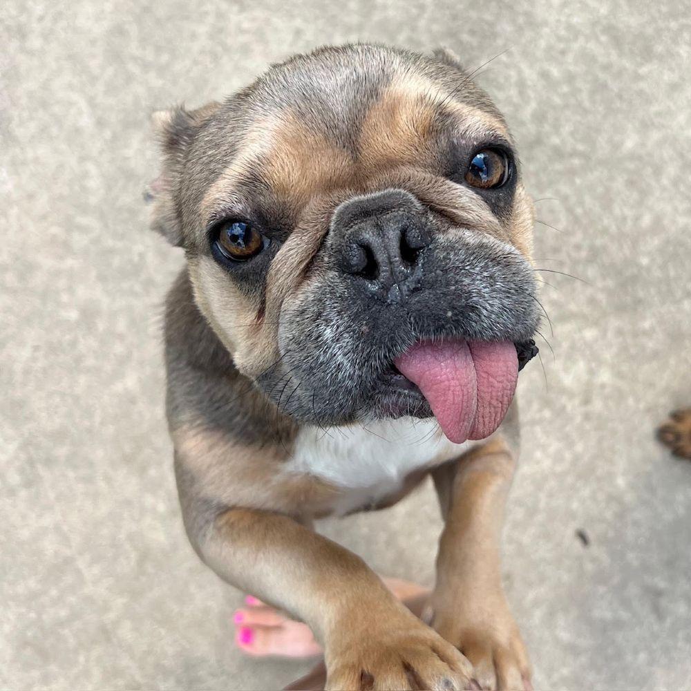 Enlarge Tuesday (TONGUE'S OUT TUESDAY), an adoptable French Bulldog in Barrington, IL image 5/6