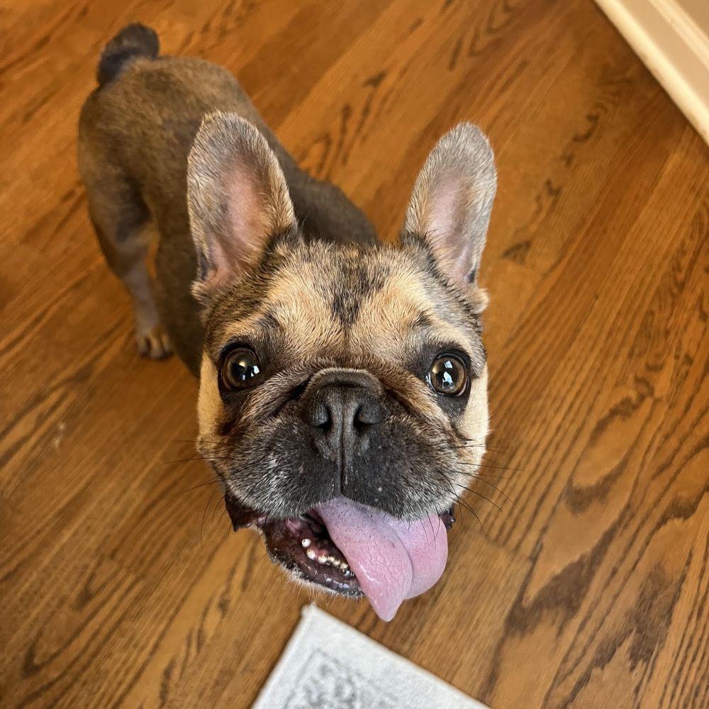 Enlarge Tuesday (TONGUE'S OUT TUESDAY), an adoptable French Bulldog in Barrington, IL image 3/6