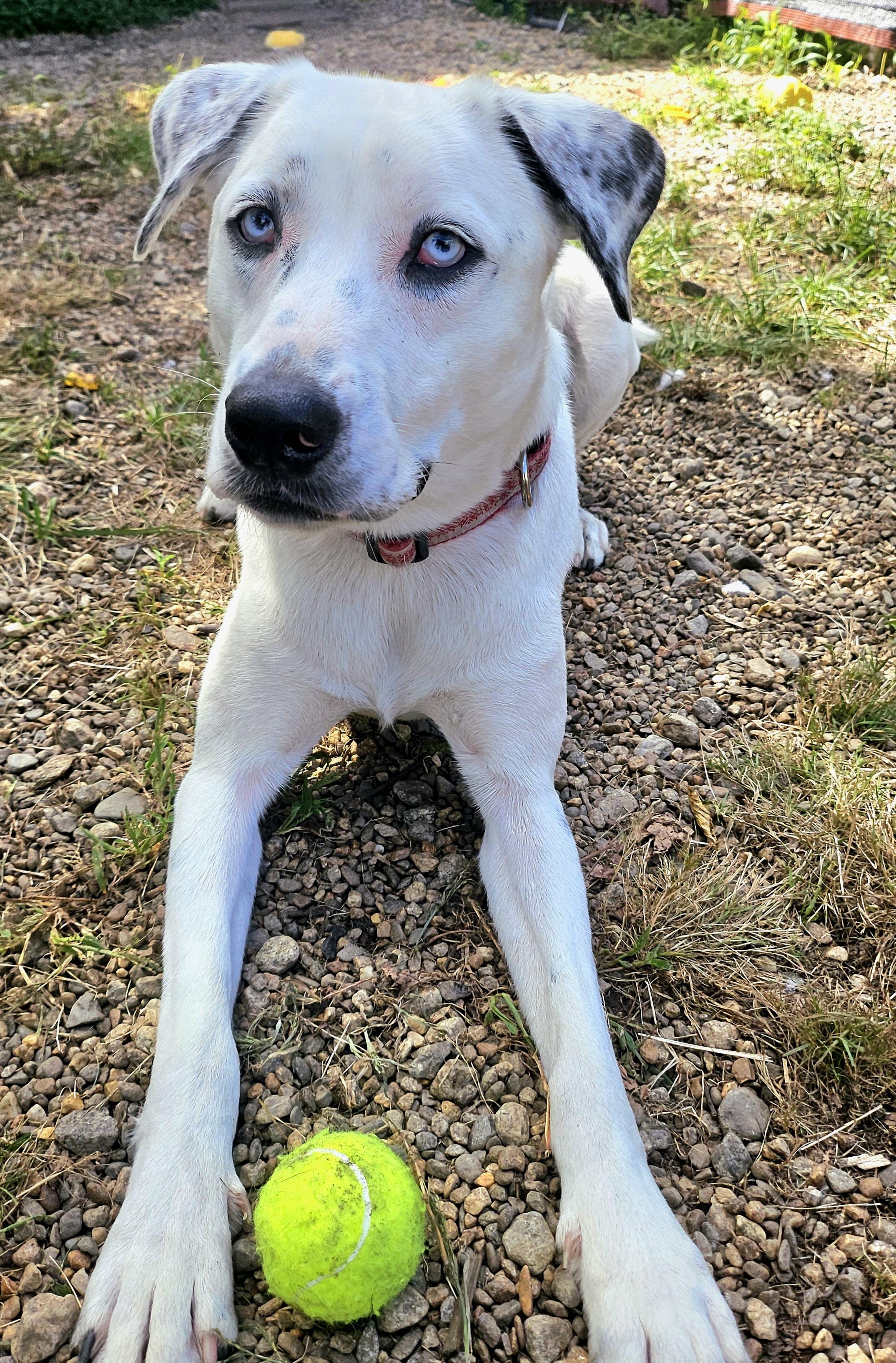 Enlarge Loki (Deaf), a Adoptable mixed breed in Salem, NH image 5/5