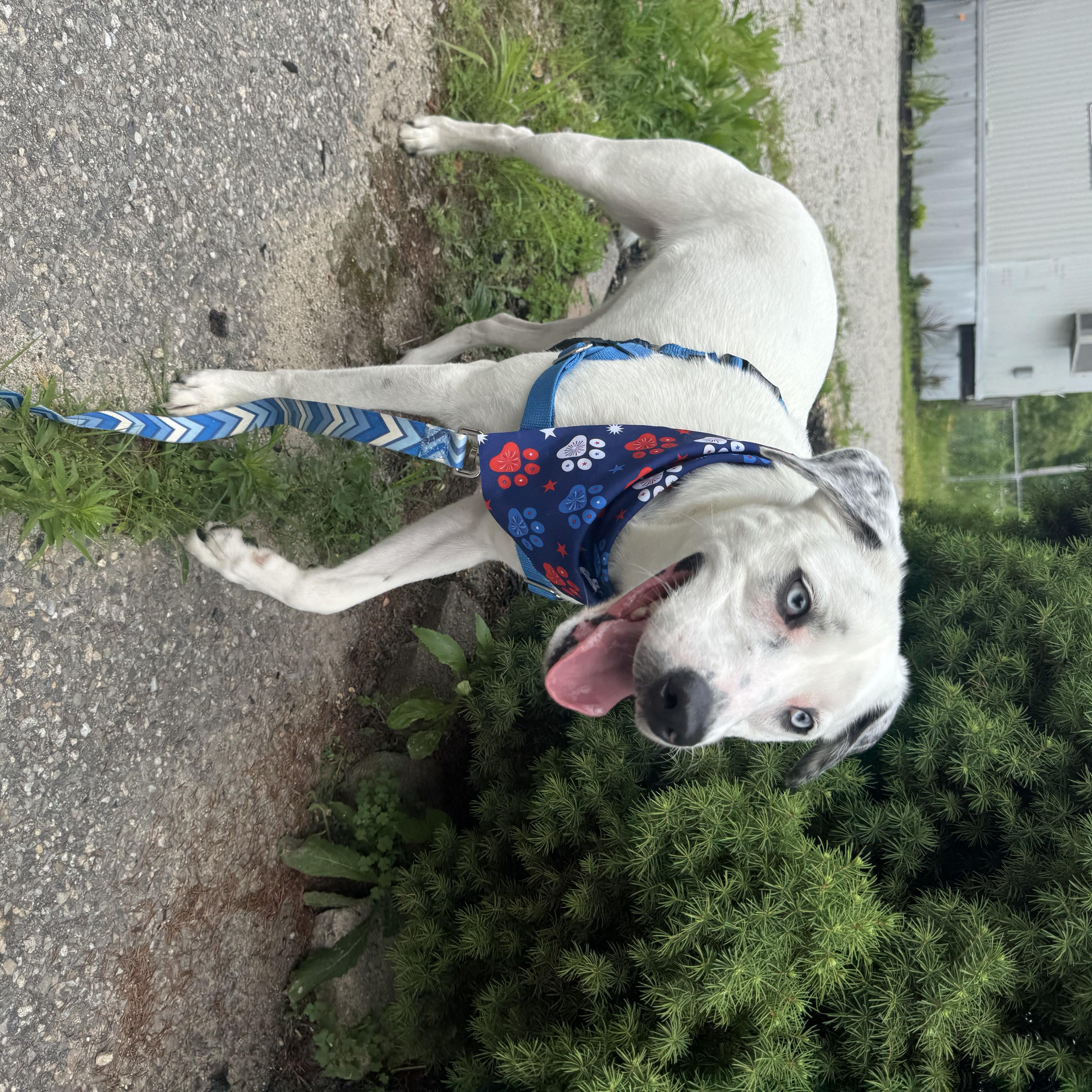 Enlarge Loki (Deaf), a Adoptable mixed breed in Salem, NH image 2/3