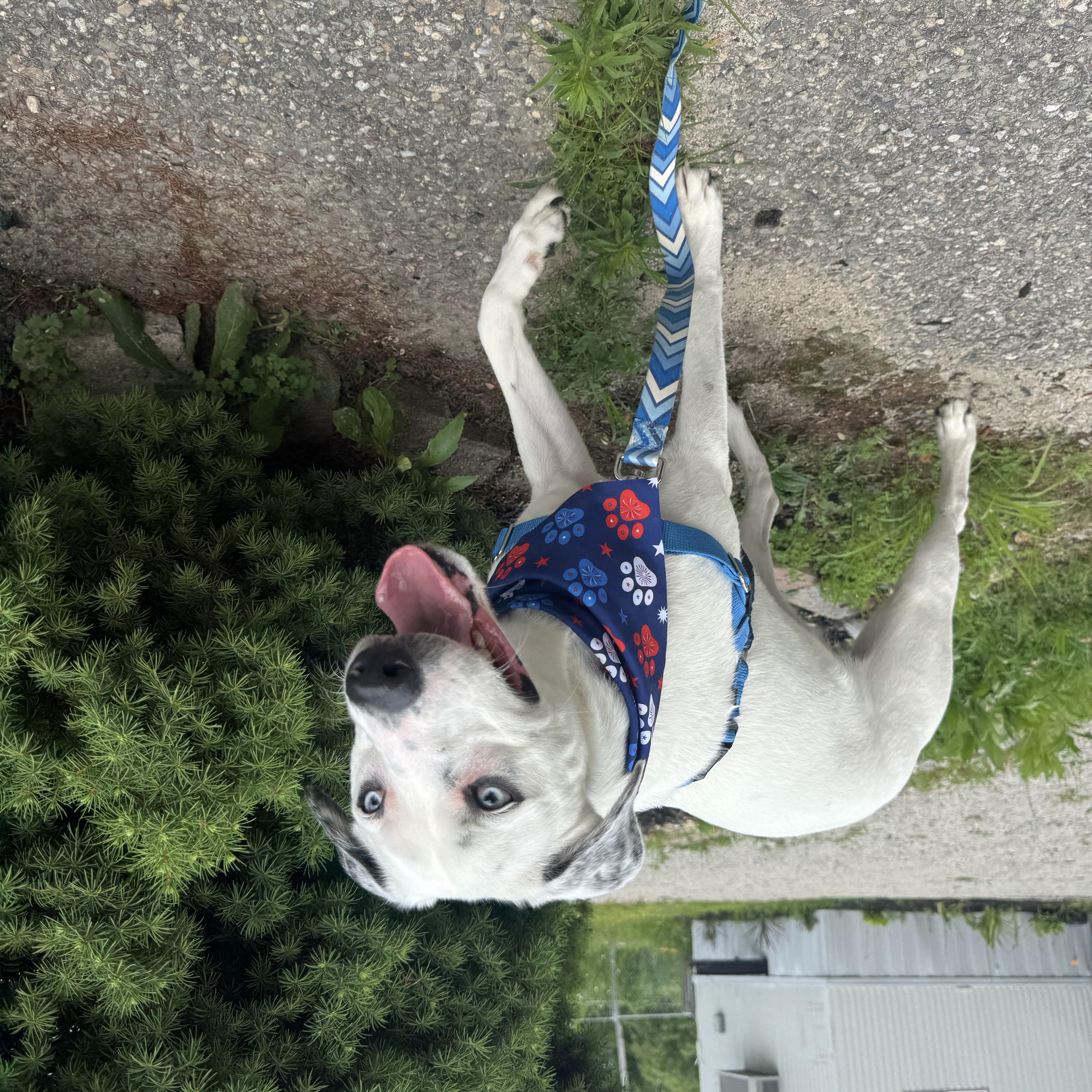 Enlarge Loki (Deaf), a Adoptable mixed breed in Salem, NH image 2/5