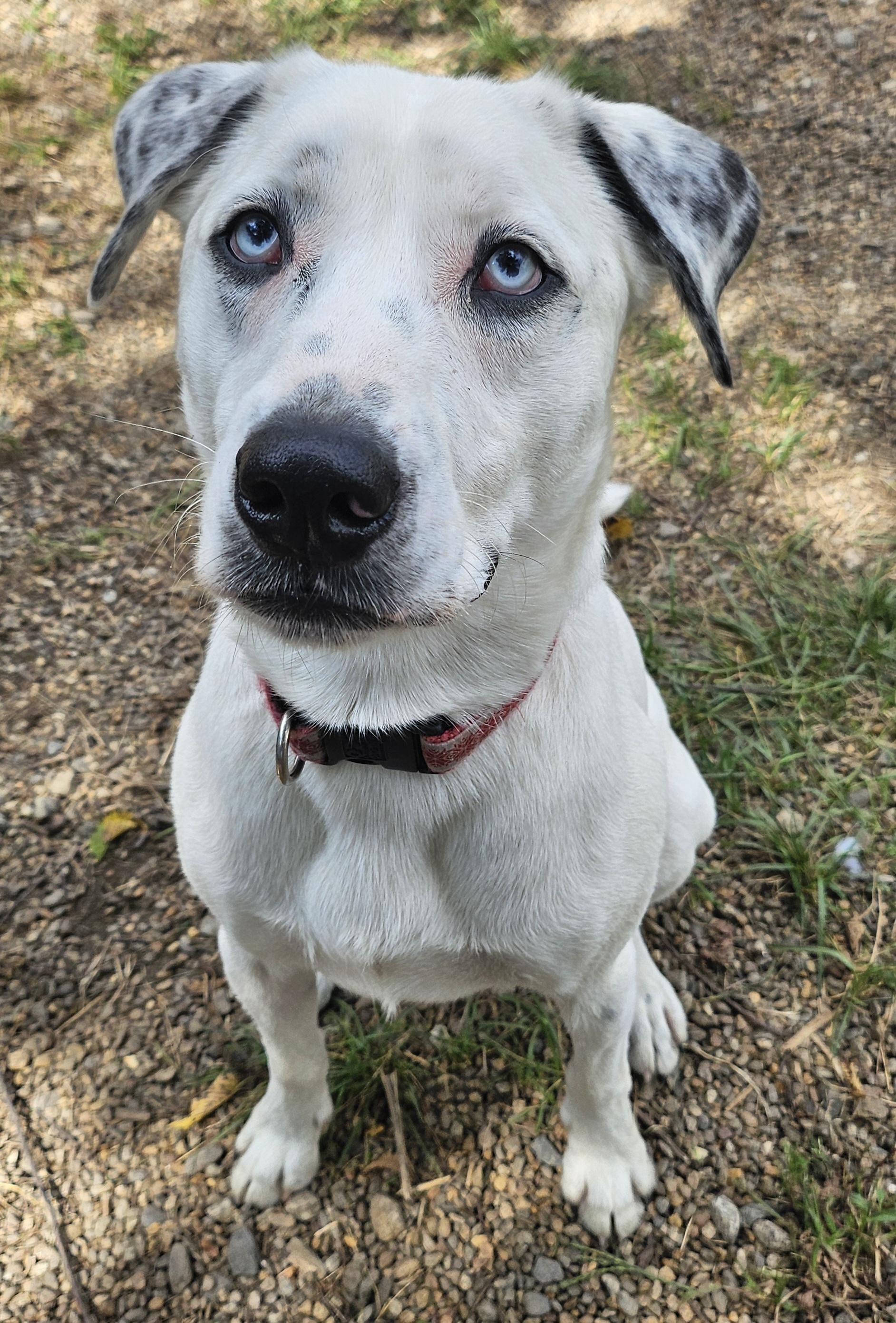 Loki (Deaf), Adoptable, Adult Male Dalmatian.