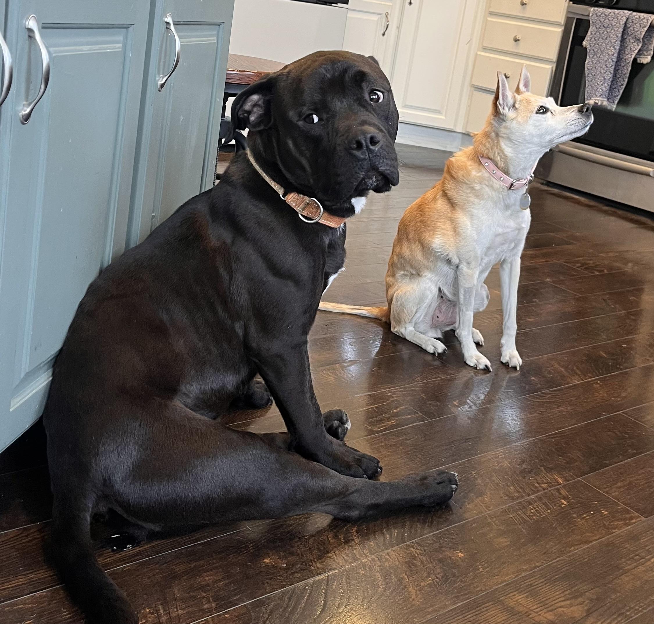 Enlarge Ozzi, a ADOPTABLE mixed breed in Kuna, ID image 2/5