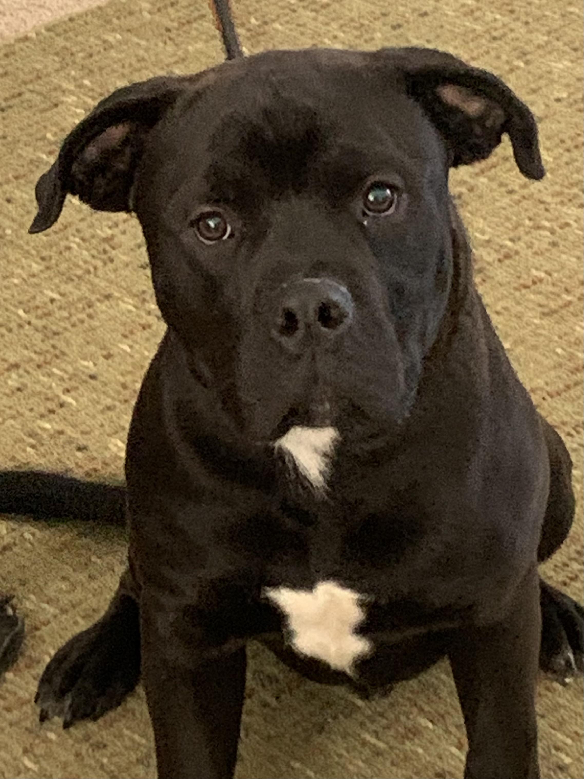 Enlarge Ozzi, a ADOPTABLE mixed breed in Kuna, ID image 5/5