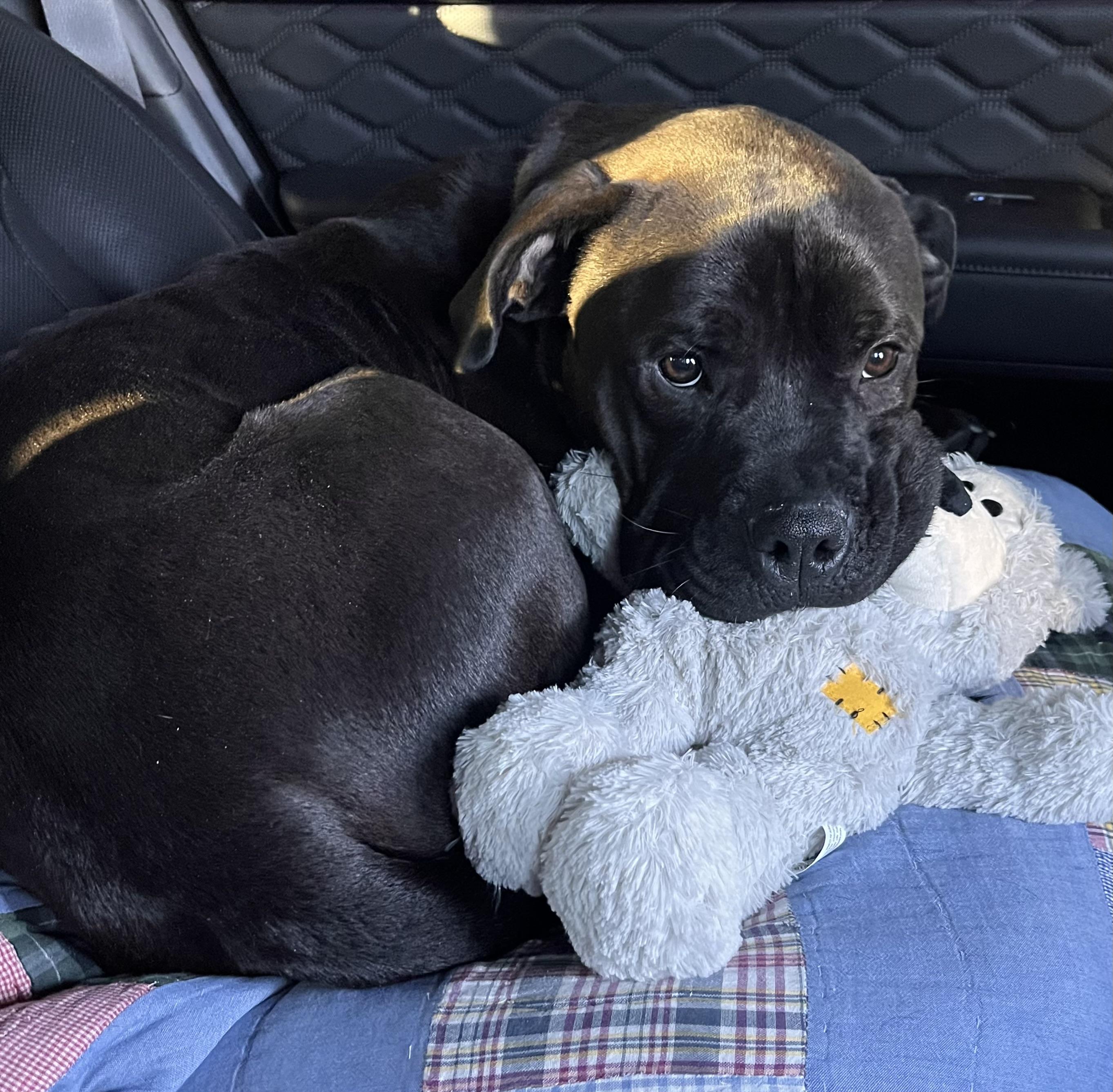 Enlarge Ozzi, a ADOPTABLE mixed breed in Kuna, ID image 4/5