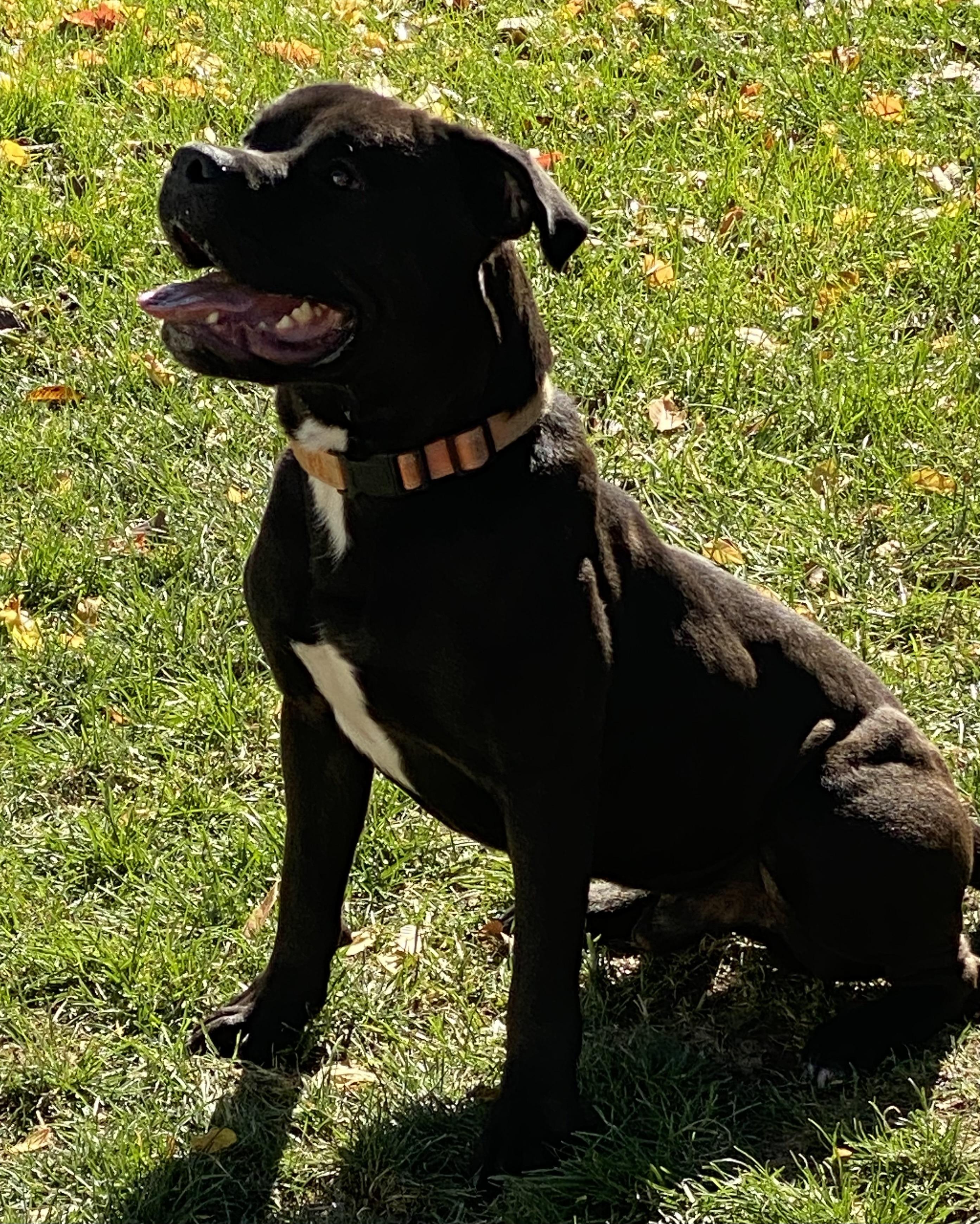 Enlarge Ozzi, a ADOPTABLE mixed breed in Kuna, ID image 3/5