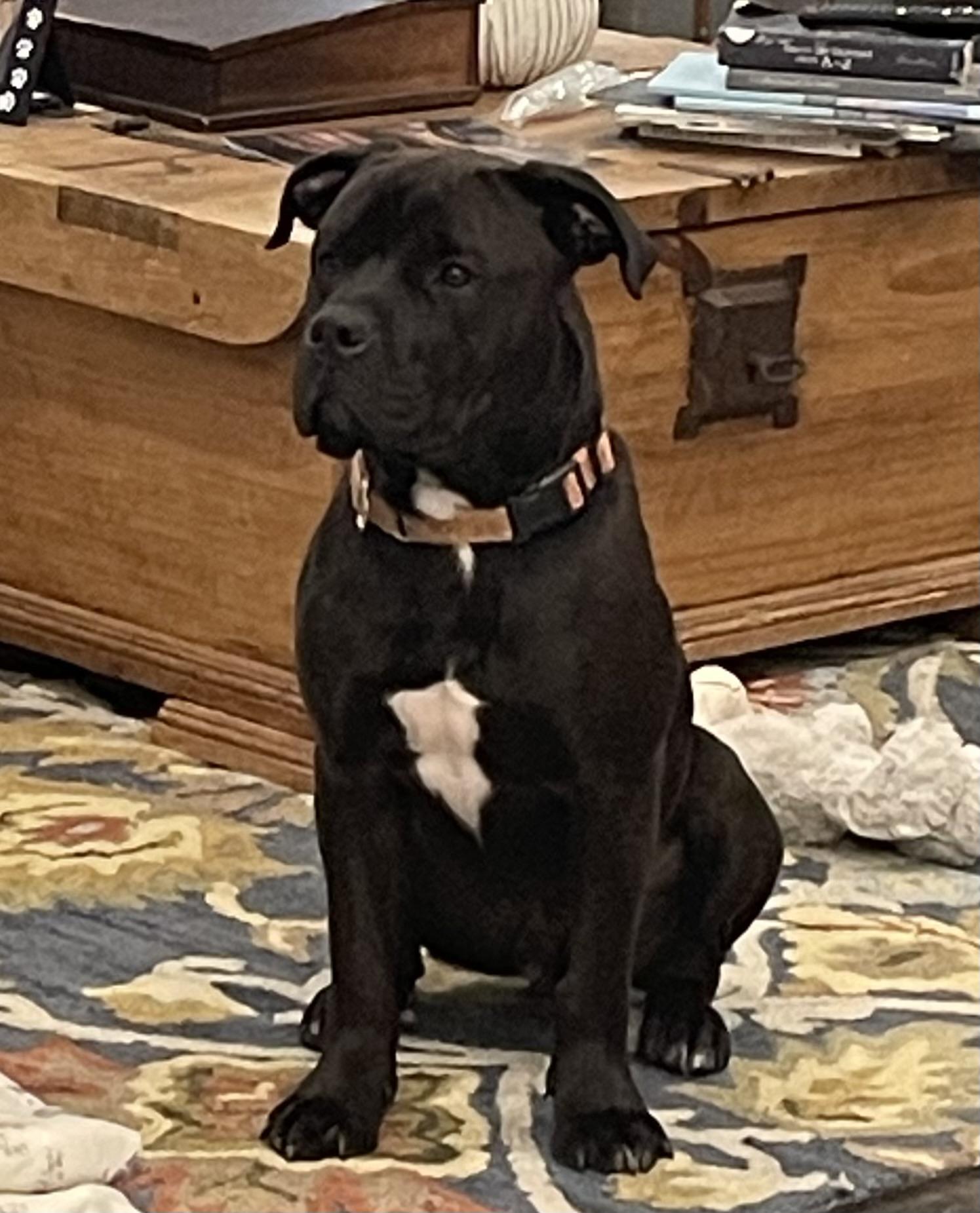 Enlarge Ozzi, a ADOPTABLE mixed breed in Kuna, ID image 1/5