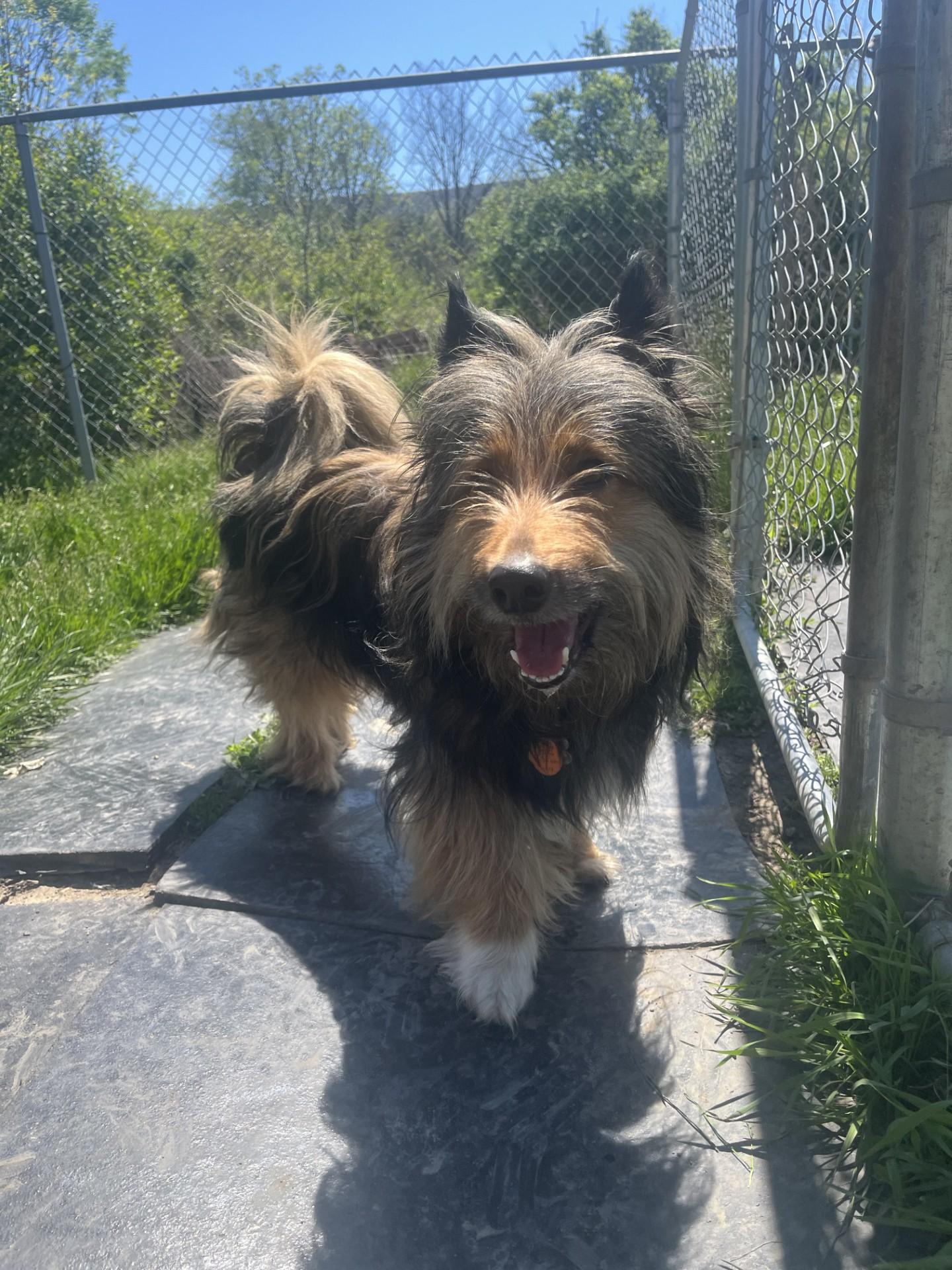Timber, ADOPTABLE, Adult Male Bearded Collie.