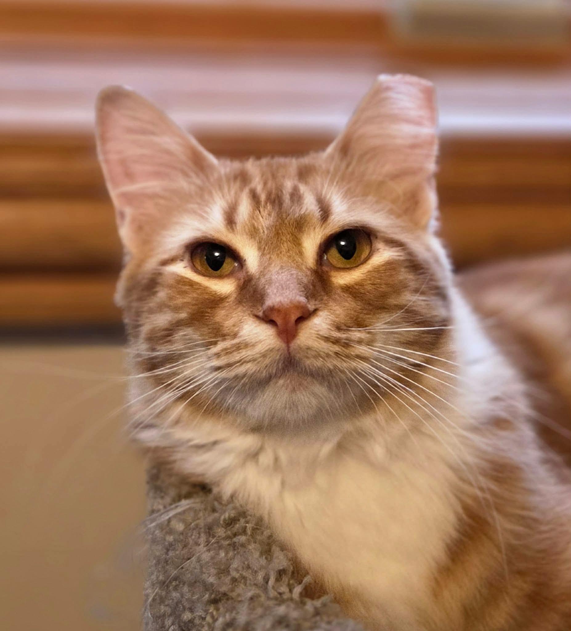 Enlarge Foogi, a Adopted mixed breed in Chicago, IL image 5/6