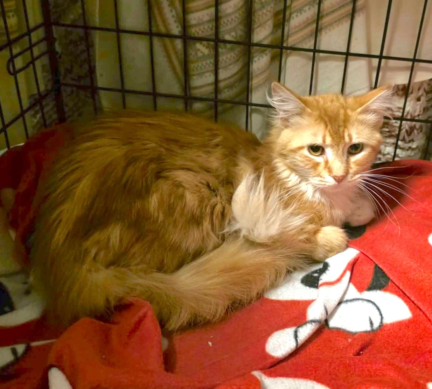 Foogi, Adoptable, Adult Male Domestic Long Hair.