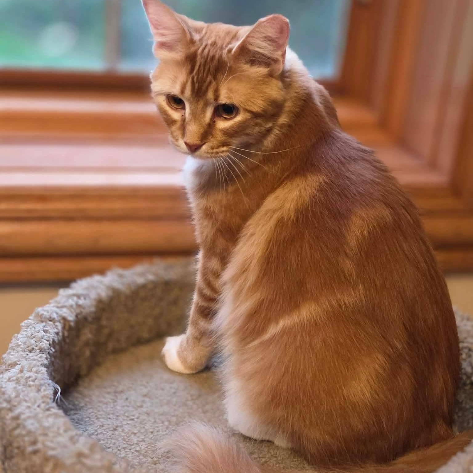 Enlarge Foogi, a Adopted mixed breed in Chicago, IL image 4/6