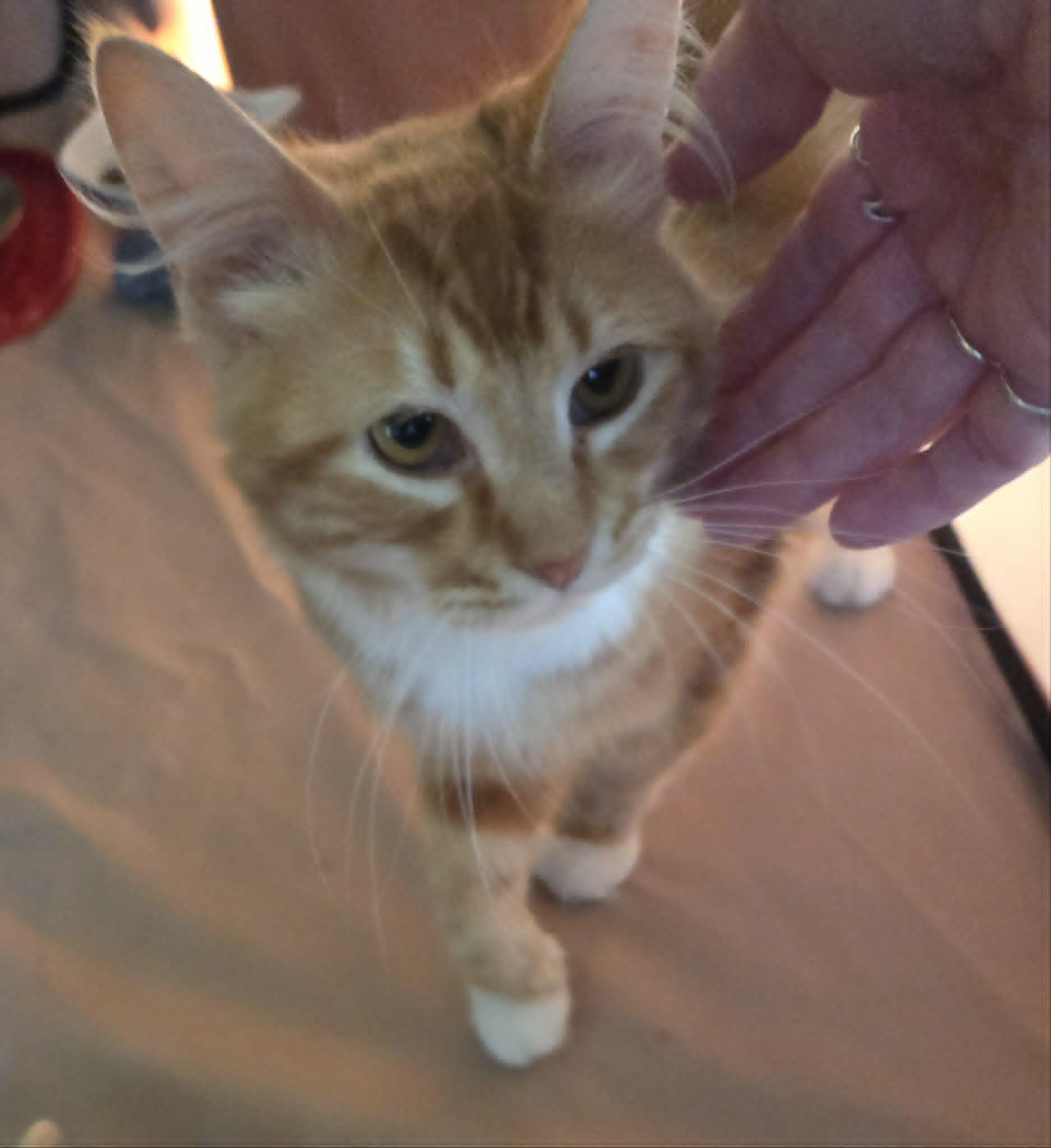 Enlarge Foogi, a Adoptable mixed breed in Chicago, IL image 6/6