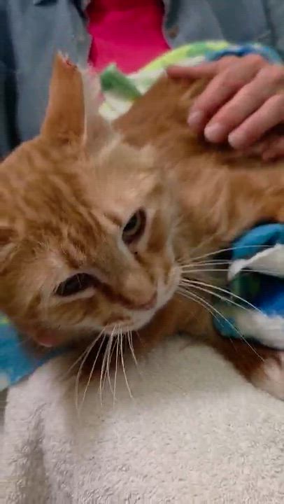 Enlarge Foogi, a Adoptable mixed breed in Chicago, IL video 4/6