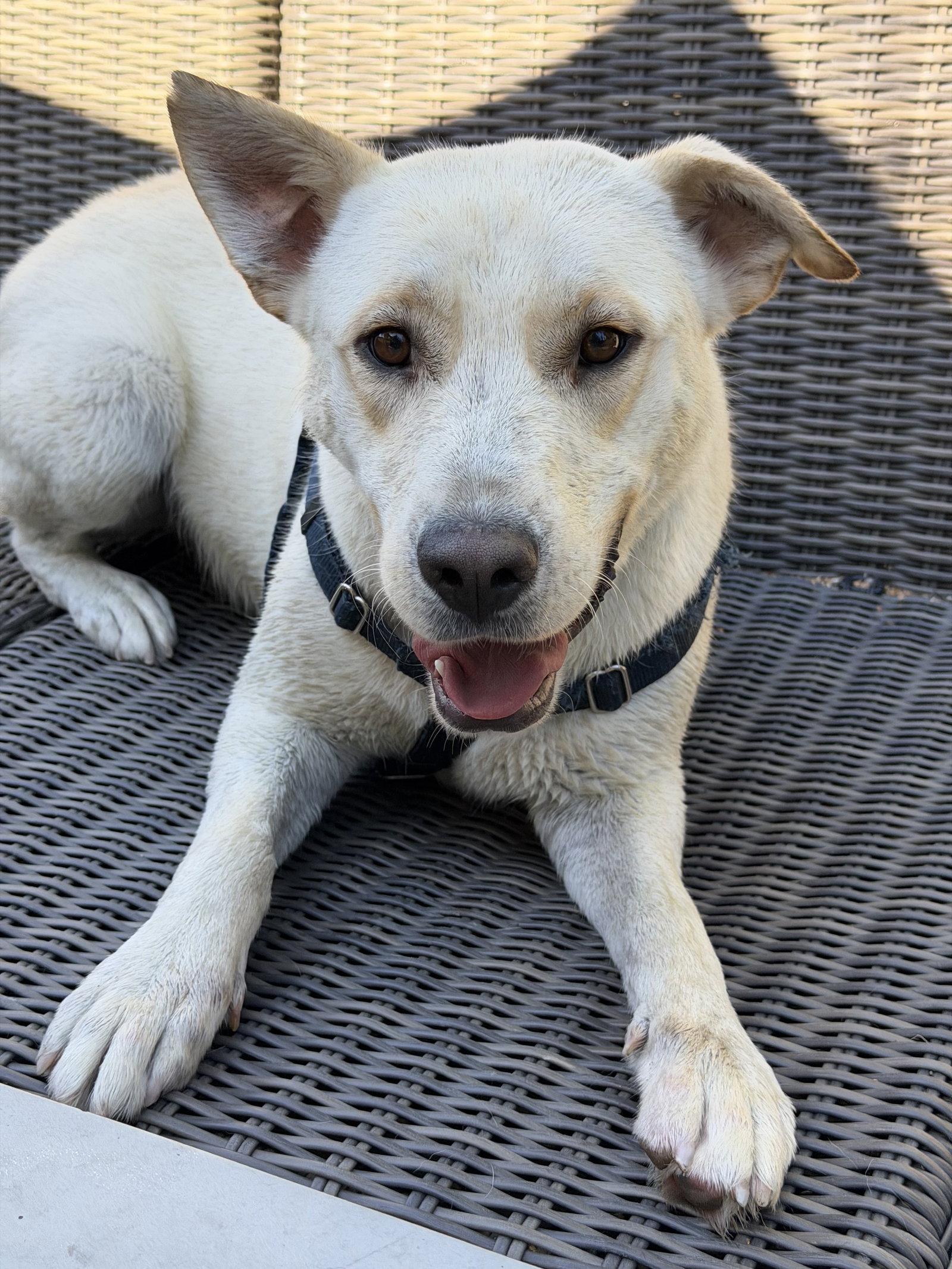 Enlarge Bear, a Adoptable Labrador Retriever in Sunnyvale, CA image 1/1