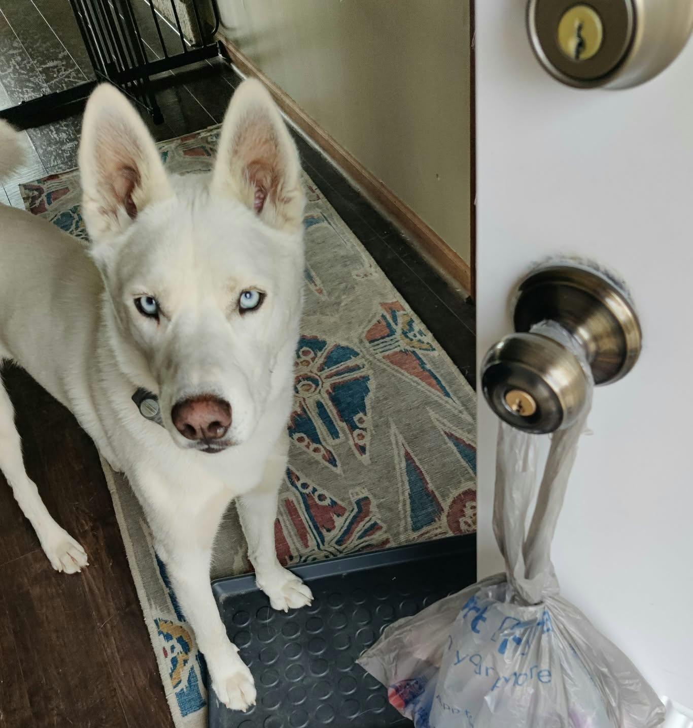 Enlarge Loki, a Adoptable mixed breed in Nashua, NH image 5/6