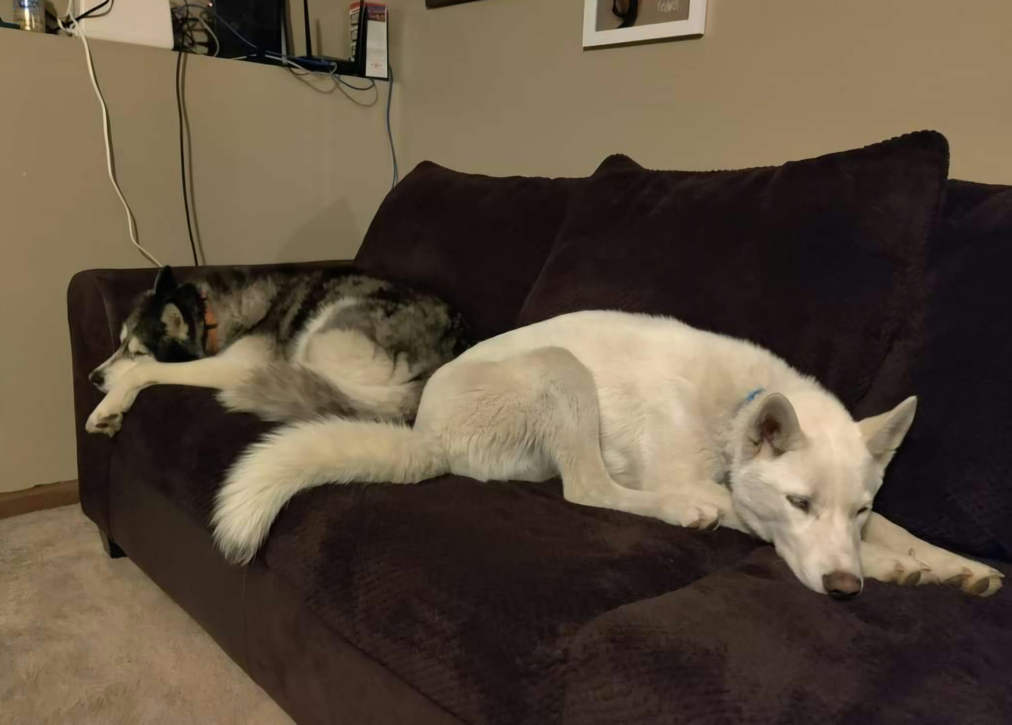 Enlarge Loki, a Adoptable mixed breed in Nashua, NH image 2/6