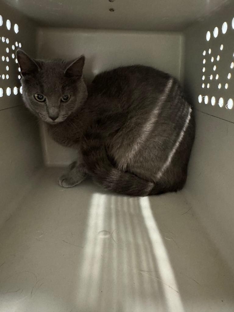 Stanley, Adoptable, Kitten Male Domestic Short Hair.