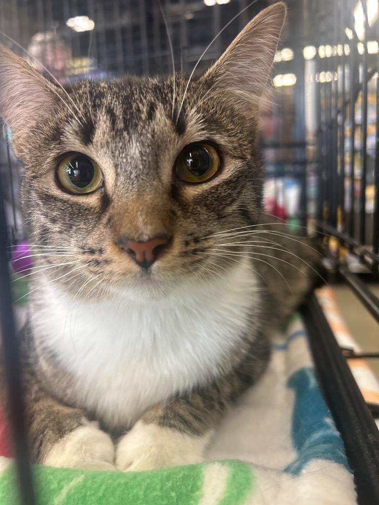 Ginny, Adoptable, Young Female Domestic Long Hair.