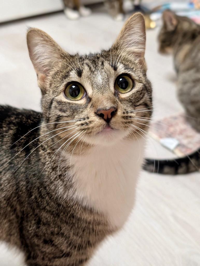 Enlarge Ginny, a Adoptable mixed breed in Cumming, GA image 2/3