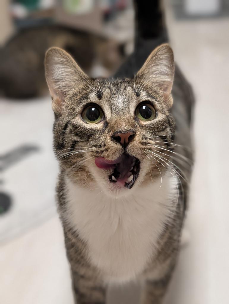 Enlarge Ginny, a Adoptable mixed breed in Cumming, GA image 3/3