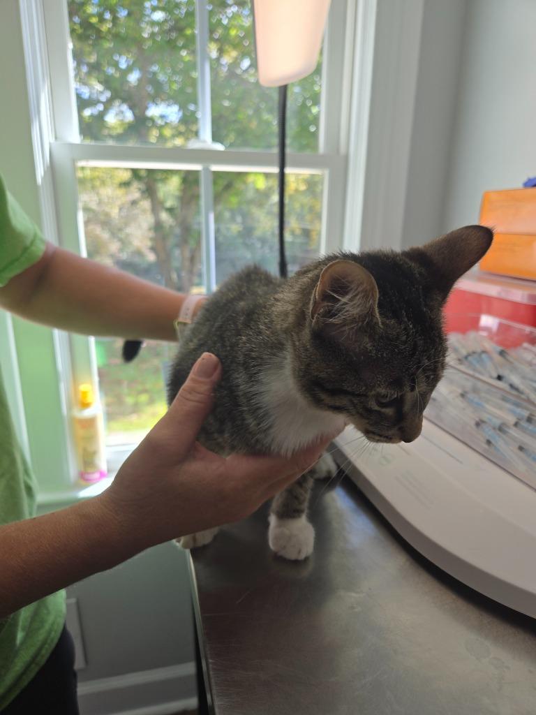 Ginny, Adoptable, Young Female Domestic Long Hair.