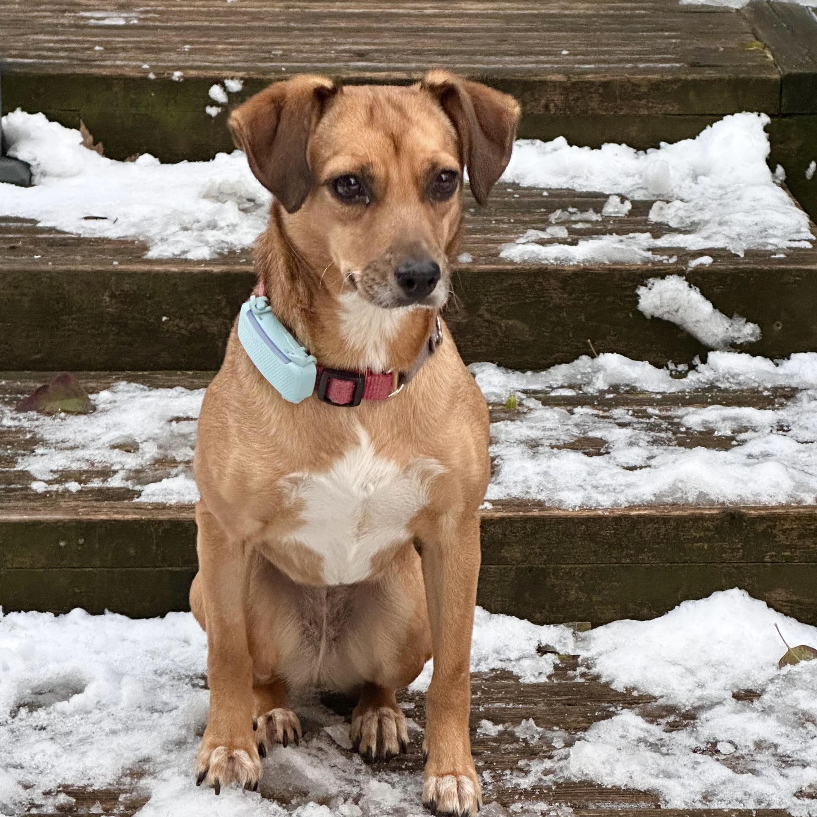 Tomasa, a Adoptable mixed breed in London, ON image 3/6