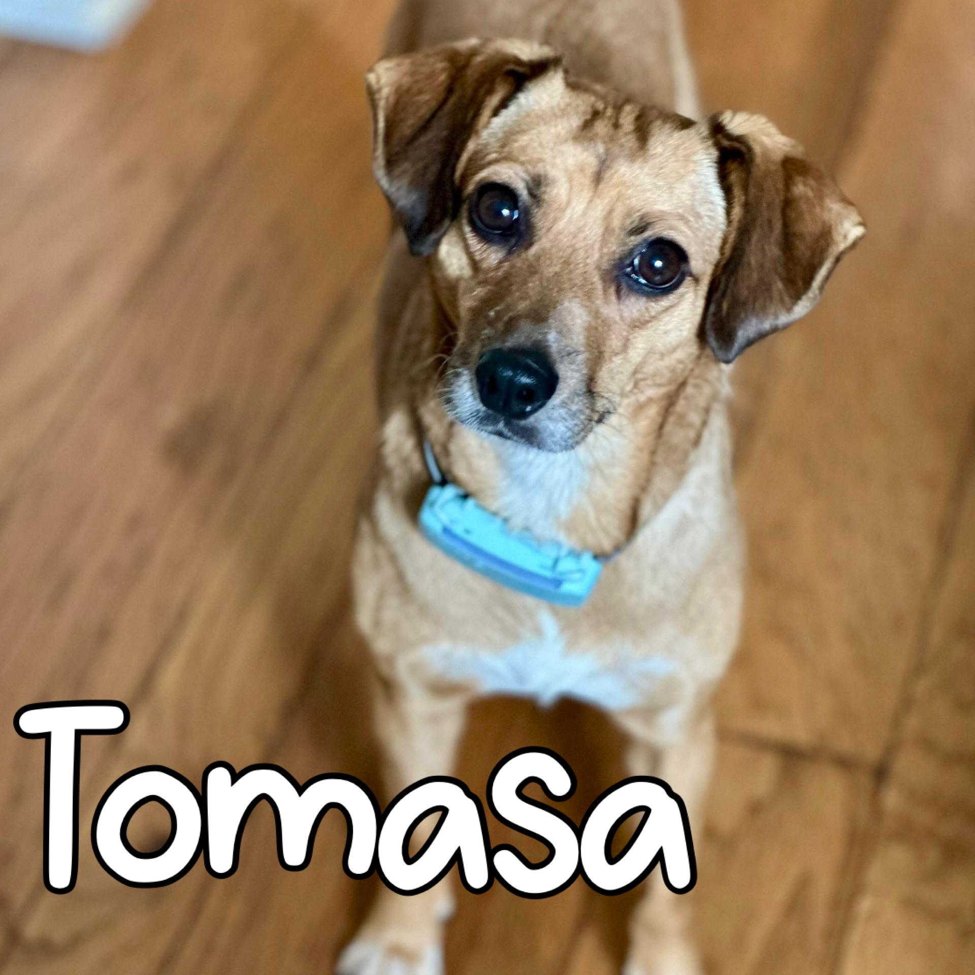 Tomasa, Adoptable, Adult Female Mixed Breed.