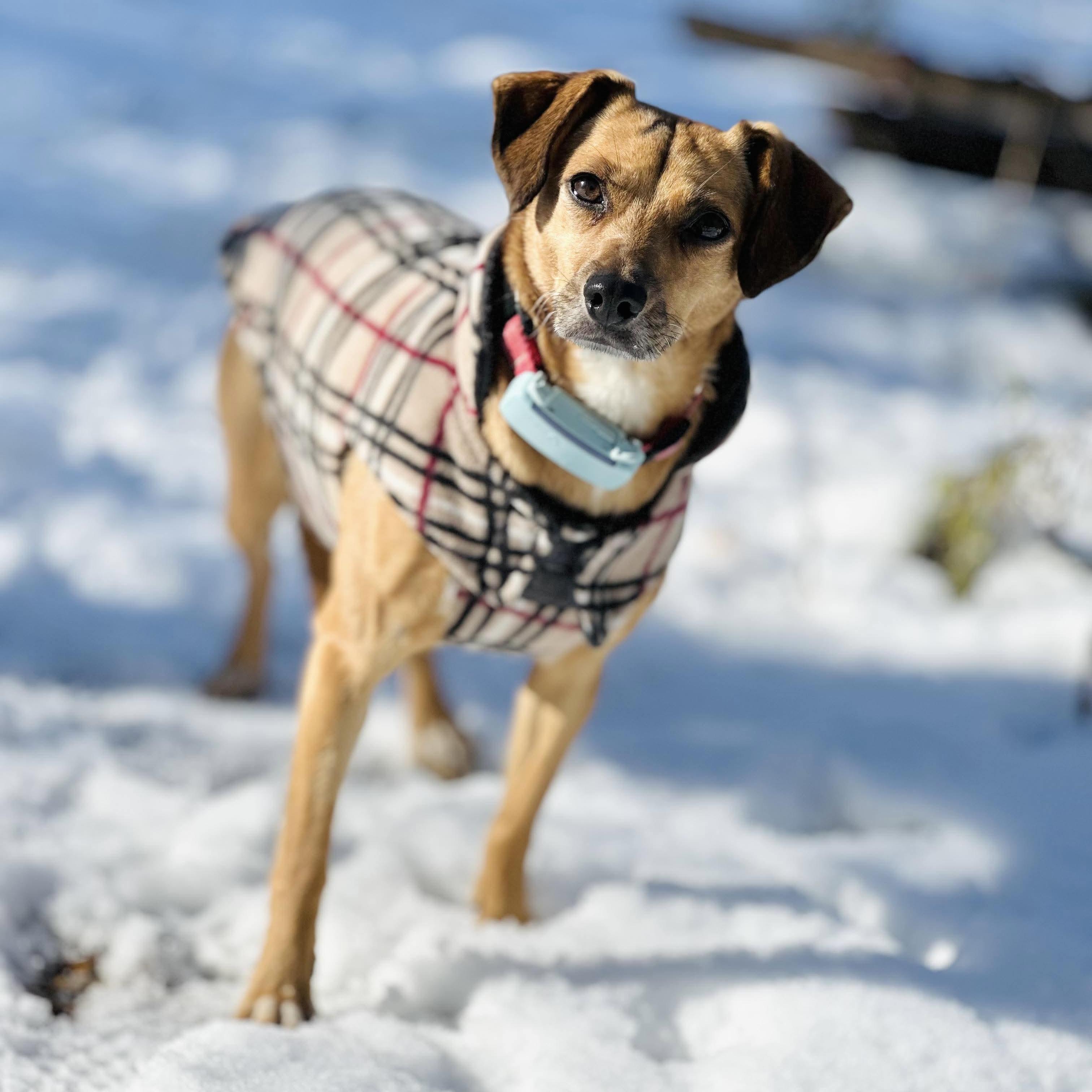 Tomasa, a Adoptable mixed breed in London, ON image 4/6
