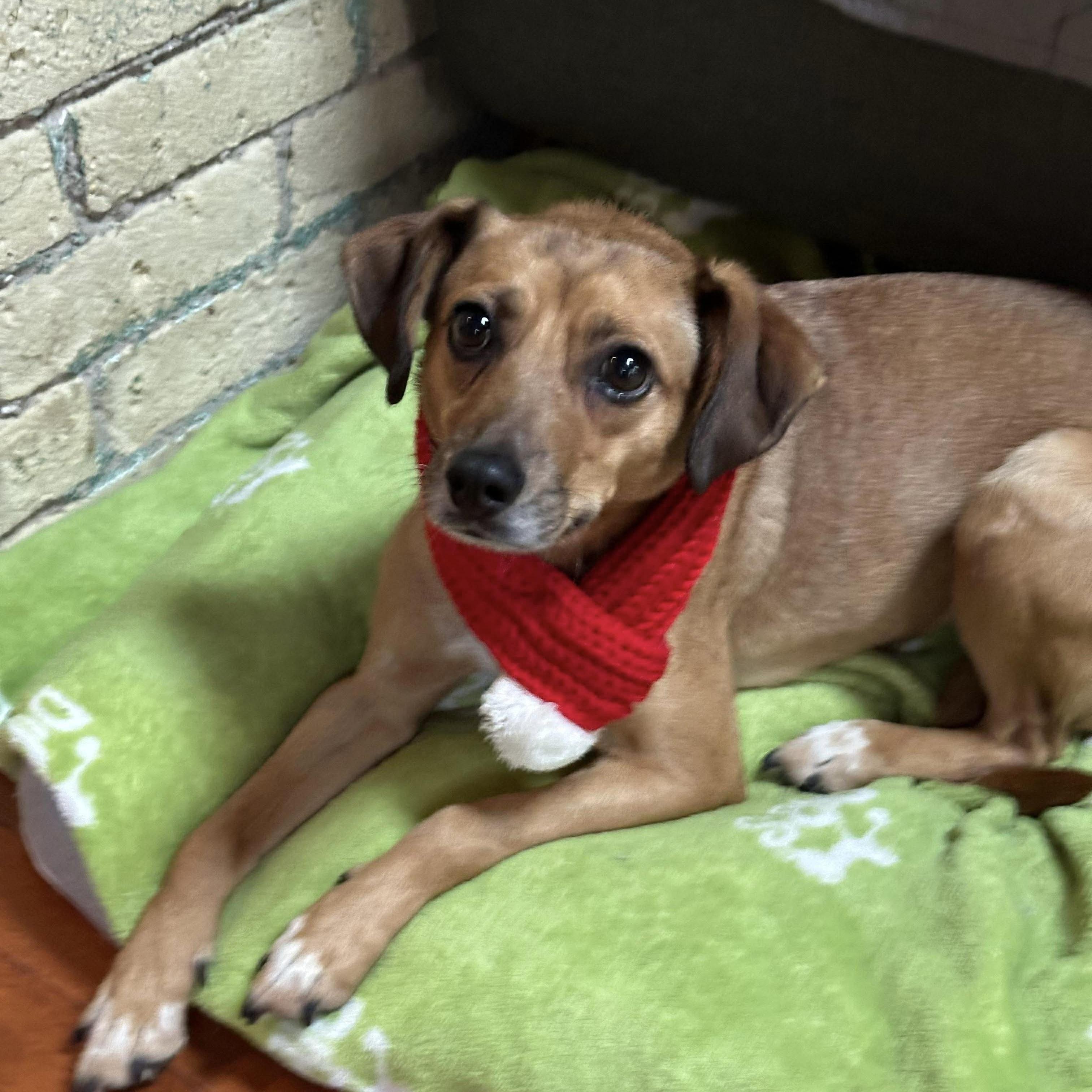 Tomasa, a Adoptable mixed breed in London, ON image 2/6