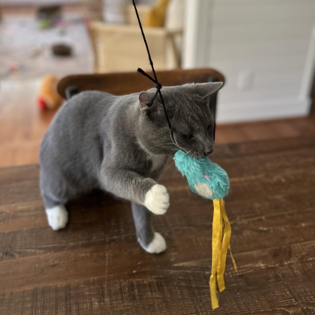 Foehammer, Adoptable, Young Male Domestic Short Hair.