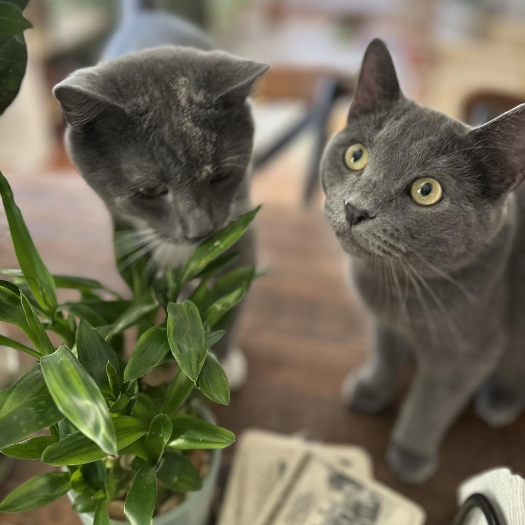 Foehammer, a Adoptable Domestic Short Hair in Fredericksburg, VA image 2/6