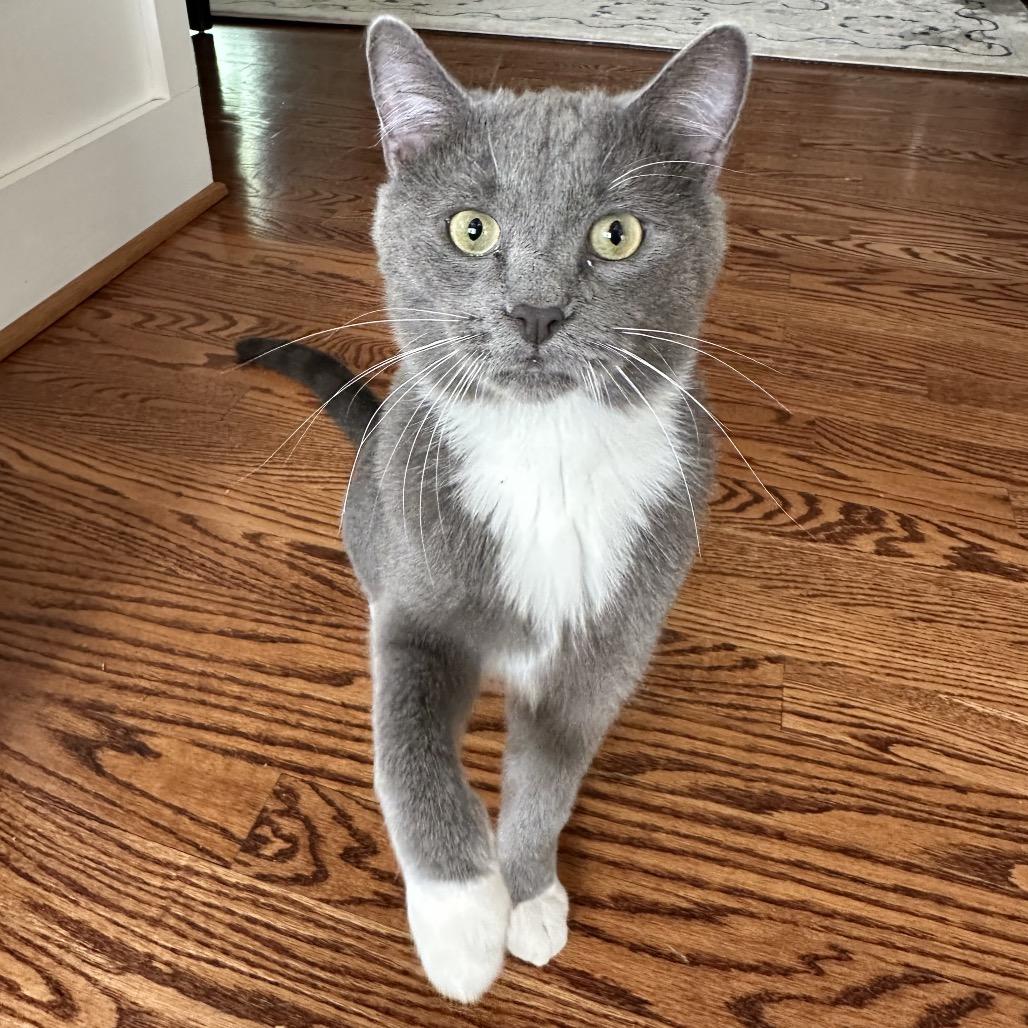 Foehammer, a Adoptable Domestic Short Hair in Fredericksburg, VA image 3/6