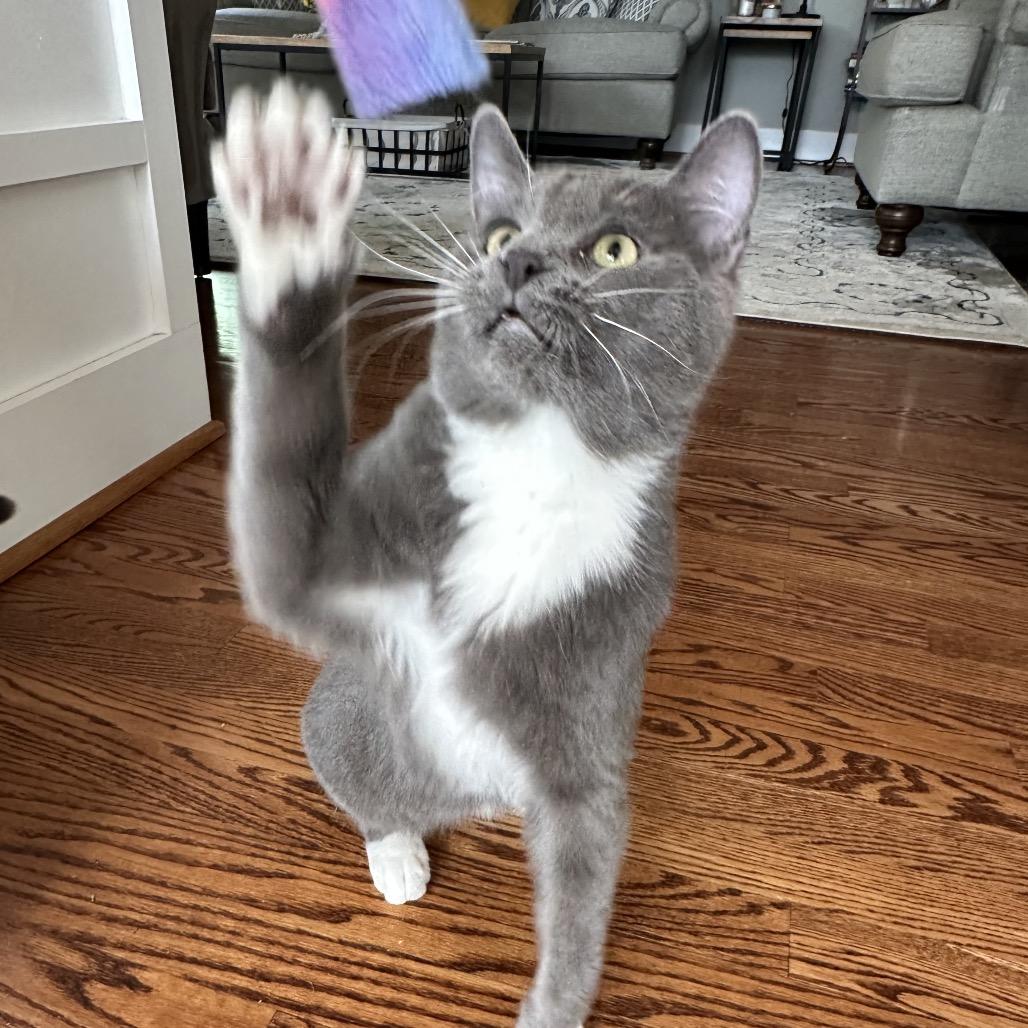 Foehammer, a Adoptable Domestic Short Hair in Fredericksburg, VA image 4/6