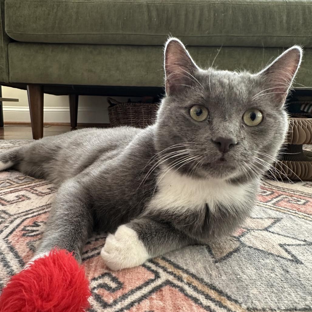 Foehammer, a Adoptable Domestic Short Hair in Fredericksburg, VA image 5/6