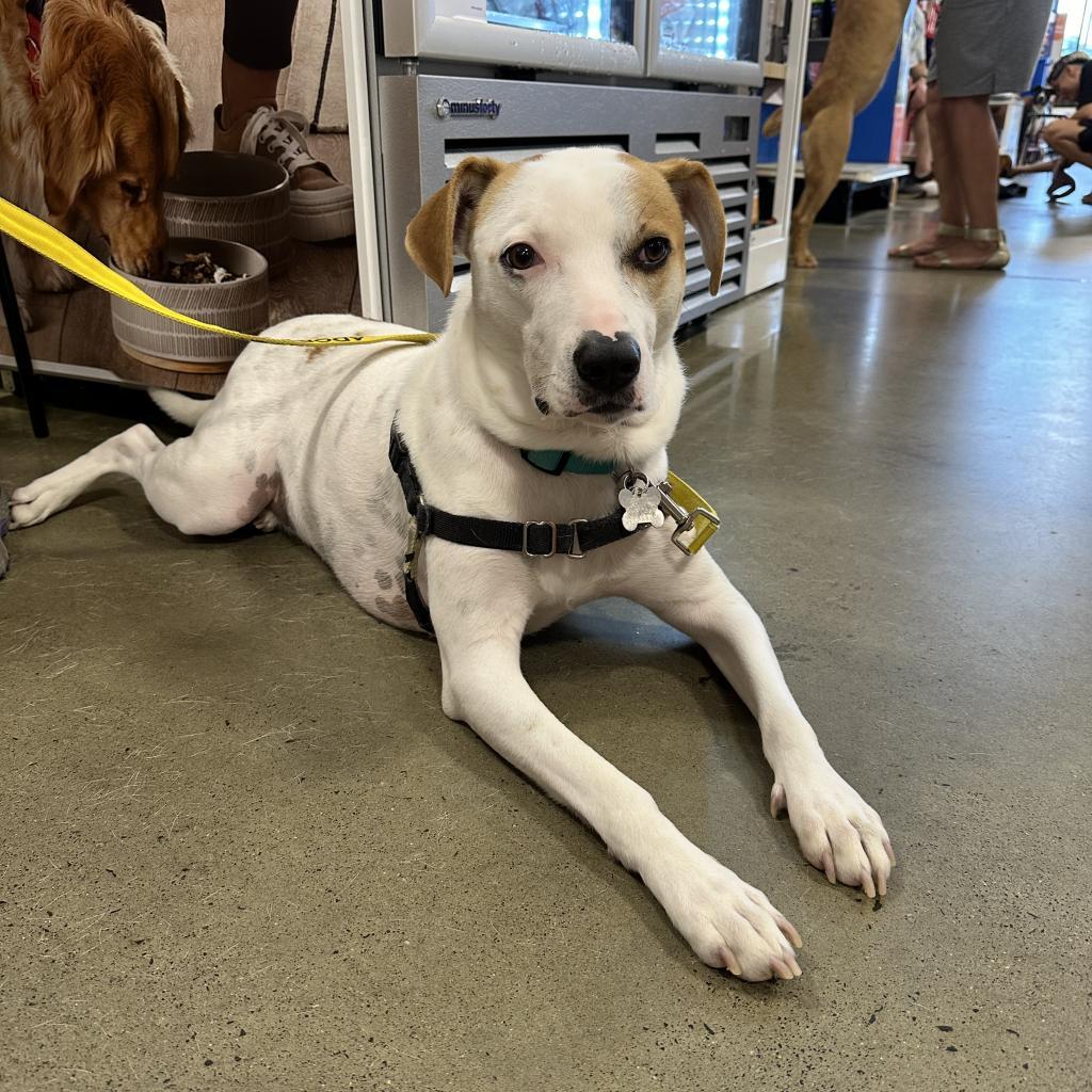 Harry, a Adoptable mixed breed in Falls Church, VA image 1/6