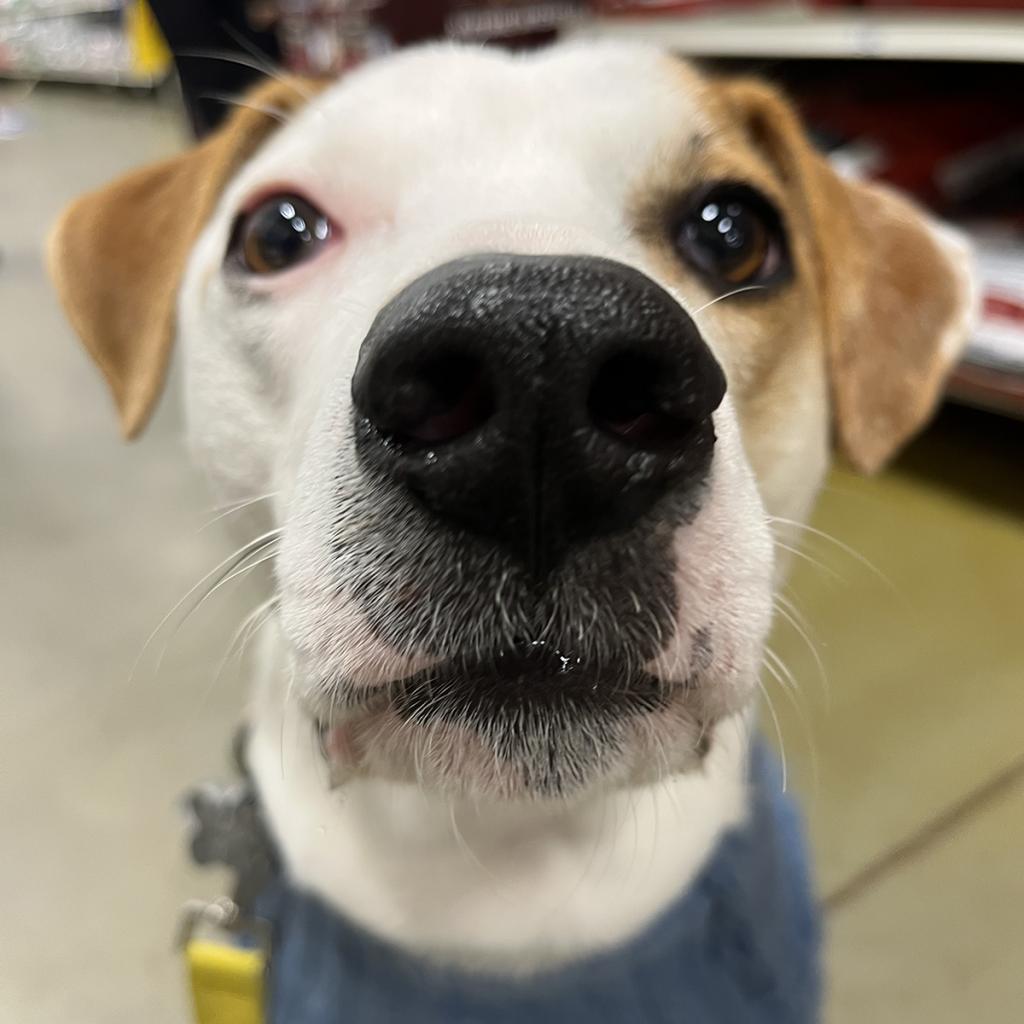 Harry, a Adoptable mixed breed in Falls Church, VA image 2/6